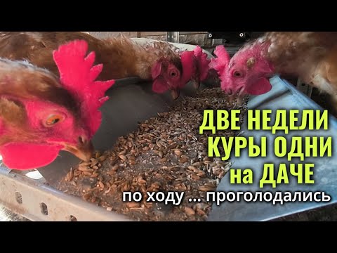Видео: Куры на даче одни в полном одиночестве 15 дней - проголодались? несутся? какие последствия?
