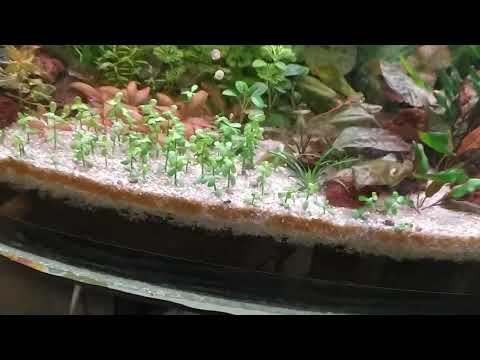 Видео: Аквариум на земле более двух месяцев