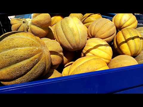 Видео: Соль Илецк. Оптовый арбузный рынок. Цены на Арбузы и дыни