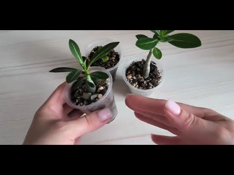 Видео: Мои адениумы спустя ещё месяц 🌿 формирование корней и пересадка 👌