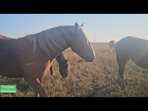 Видео: Вот и осень! Табунное коневодство