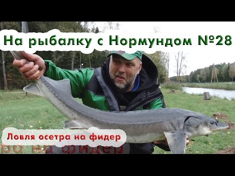 Видео: Ловля осетра на фидер : На рыбалку с Нормундом #28