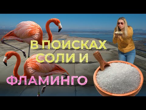 Видео: Ульциньская солеварня и Царство фламинго