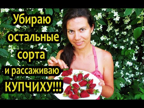 Видео: Земклуника Купчиха - СУПЕРУРОЖАЙНАЯ!!! Мои восторги, описание сорта.