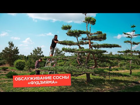 Видео: Сосна Фудзияма в питомнике Ниваки