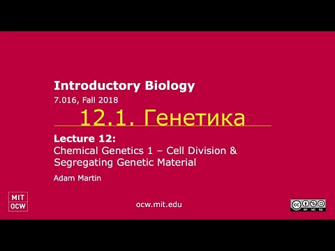 Видео: 12.1. Генетика I. Открытые курсы MIT. Перевод STAHANOV2000.