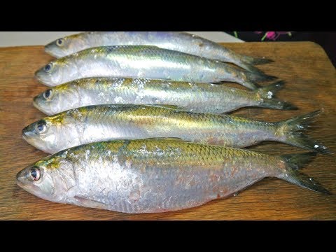 Видео: КАК ЗАСОЛИТЬ СЕЛЕДКУ! Дунайская Селедка! Дунайка