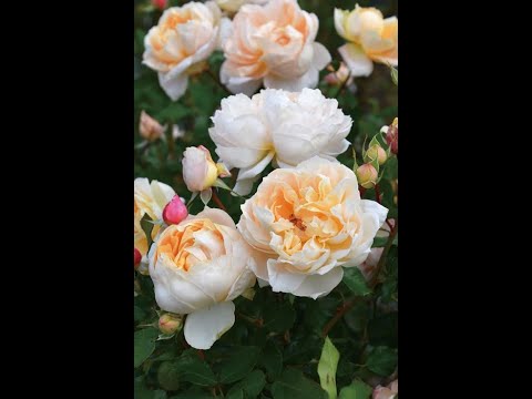 Видео: Champagne - японская роза Таку Кимуро 2023 г. Самая ароматная роза Японии.