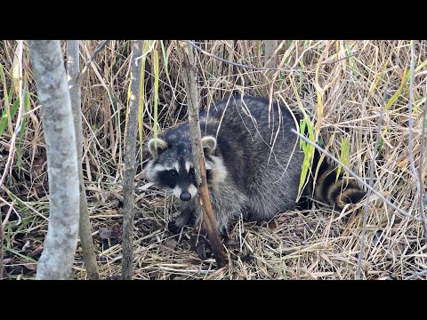 Видео: Видео о быстрой отлове енота