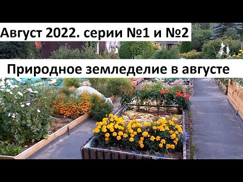 Видео: Август 2022 серии № 1 и №2. Черри по сортам. Урожай свеклы и ещё много дел в природном земледелии.