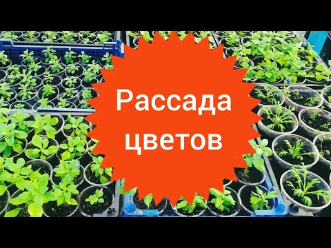 Видео: Обзор рассады цветов на 15 февраля.