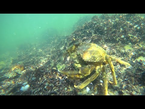 Видео: Що можна піймати за день рибалки в морі.Чорне море під водою