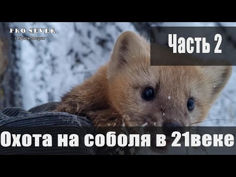 Видео: Охота на соболя в 21 веке Промысел. Охотники промысловики. Счастливые люди Sable hunting in Siberia