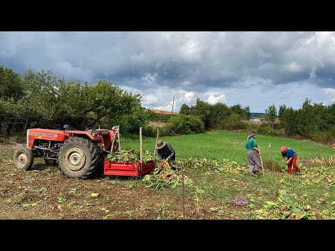 Видео: Сельская жизнь в горах Турции. Сбор свеклы. Документальный фильм.