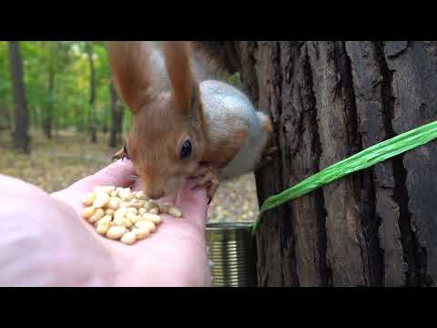 Видео: Очень голодная белка / A very hungry squirrel