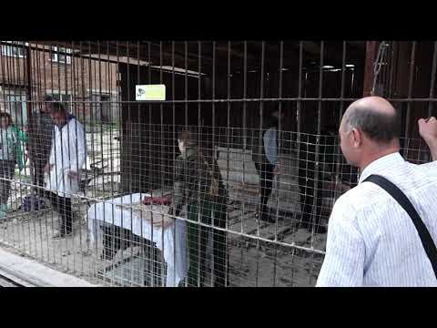 Видео: Канадские волки.  Сузунский район.