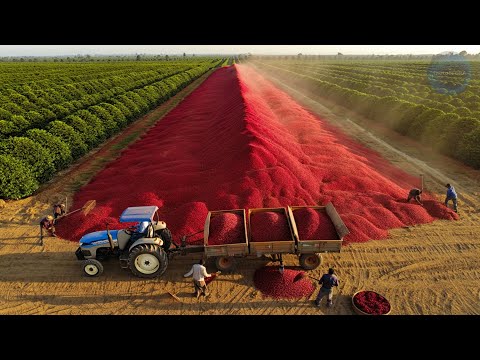 Видео: ТОП Рекордных УРОЖАЕВ из Самых Неожиданных Точек МИРА