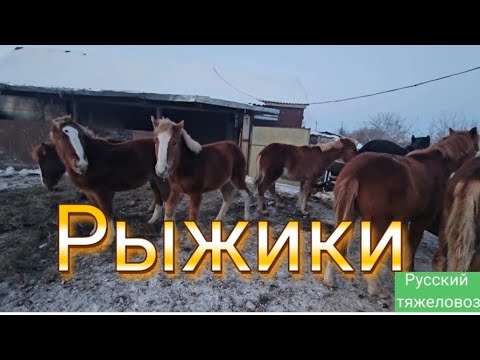 Видео: Табунное коневодство. После объёма жеребят кинематки потеряли покой.