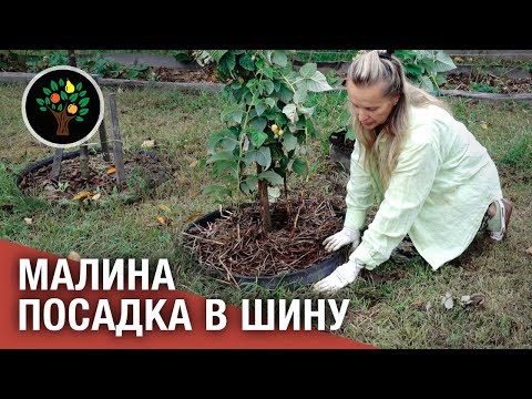 Видео: Малина: посадка в шину