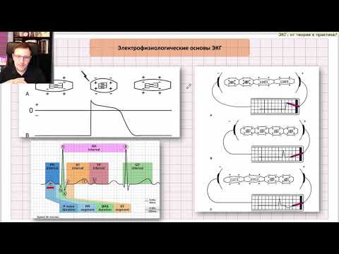 Видео: Электрофизиологические основы и принципы формирования ЭКГ!