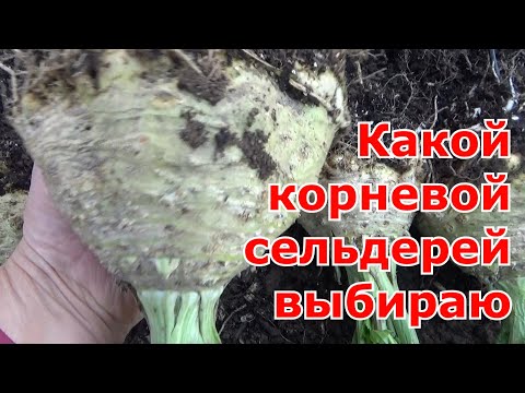 Видео: Урожай корневого сельдерея. Какой сорт корневого сельдерея выбрать на следующий сезон.