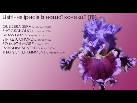 Видео: Цвітіння ірисів із нашої колекції (TB) 2023, ч. 3