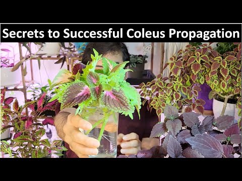 Видео: Простые методы размножения колеуса черенками, листьями и семенами