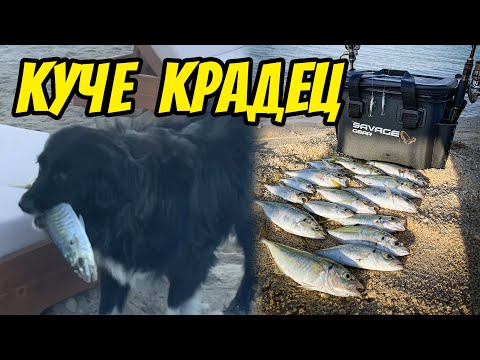 Видео: БЕЗДОМНО КУЧЕ НИ КРАДЕ ОТ УЛОВА. МОРСКИ РИБОЛОВ В СЕВЕРНА ГЪРЦИЯ