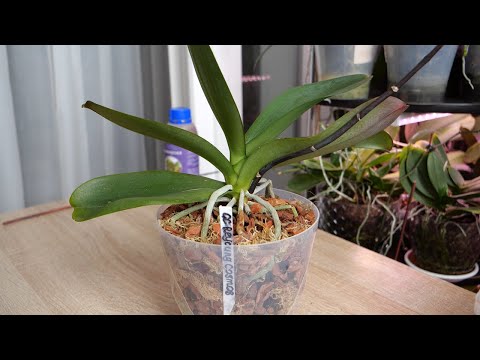 Видео: Питсостав для напольных цветов | Пересадка Бига с толстыми воздушными корнями Задача НЕ ПЕРЕЛОМАТЬ.