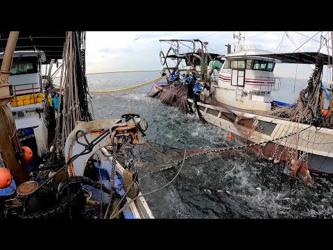 Видео: Кошельковый лов рыбы в заливе Осака, который приносит до 800 миллионов иен, опасен.