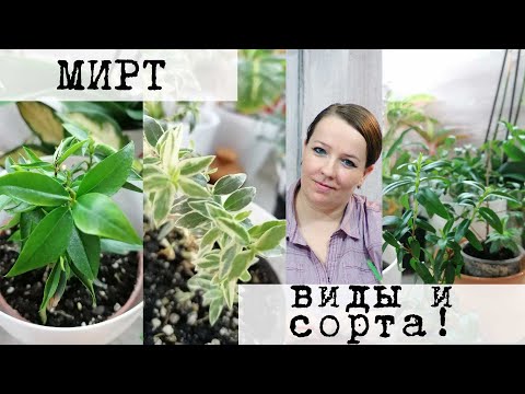 Видео: Виды и сорта мирта в моей коллекции