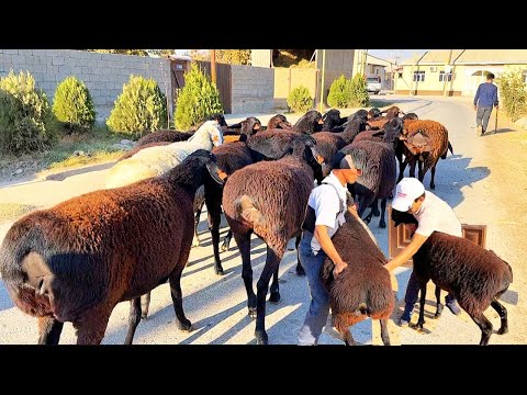 Видео: ХИСОРИ ХИСОРИДА АДАШМАНГ АЛДАШМАЙДИ
