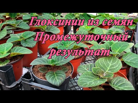 Видео: Выращивание Глоксиний из семян. Промежуточный результат. 8 часть