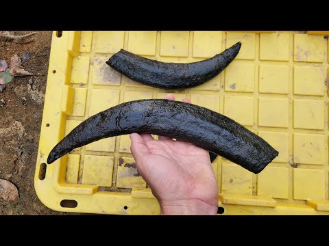 Видео: Удачливый охотник за окаменелостями нашёл нечто невероятное