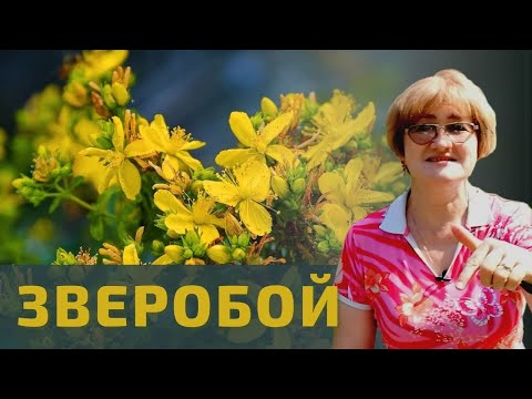 Видео: Зверобой – растение от 99 болезней!