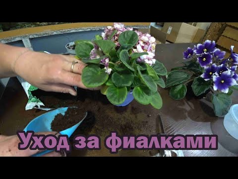 Видео: Как удачно выращивать фиалки