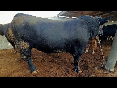 Видео: МОЛБОЗОРИ ХИСТЕВАРЗ Ш ХУЧАНД ХУДЖАНД ТОЖИКИСТОН  7 ноября 2025 г.