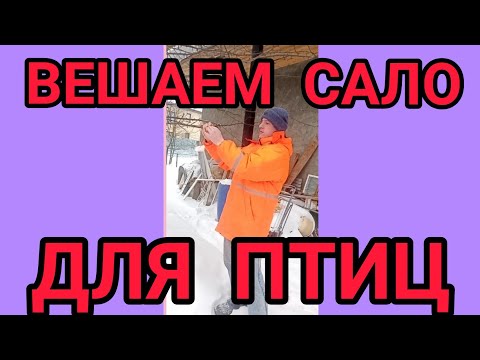 Видео: КАК ПОВЕСИТЬ САЛО ДЛЯ ПТИЦ