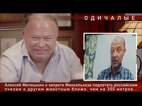 Видео: ОДИЧАЛЫЕ _ Чипирование пчел_ Лженаука в пчеловодстве_ Матюшкин даёт оценку этим правилам  Караулову