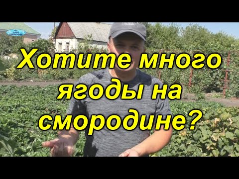 Видео: Что обязательно нужно сделать со смородиной после плодоношения.