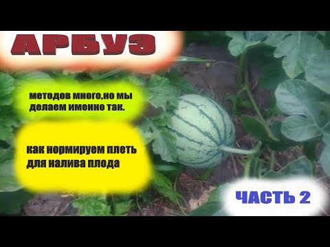 Видео: Формирование арбузов в открытом грунте.Что делаю с плетью,на которой растет арбуз
