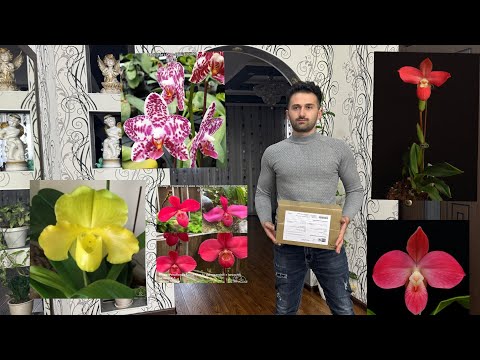 Видео: Посылка с Орхидеями Осенью . От Orchards garden ￼￼￼
