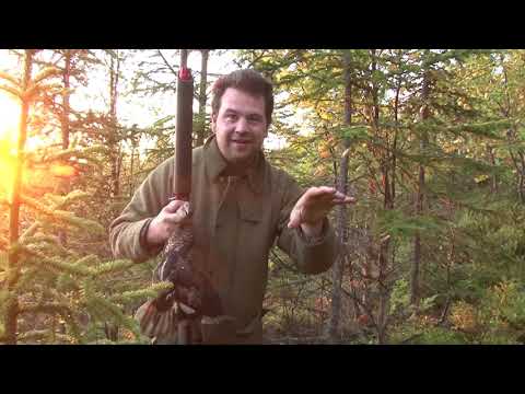 Видео: Потрясающая охота на глухаря. Охотничьи приключения в Норвегии (NORDIC WILD HUNTER)