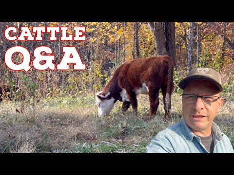 Видео: ОТВЕТЫ НА ВОПРОСЫ О КРУПНОМ СКОТИНЕ! — Что вы хотели знать