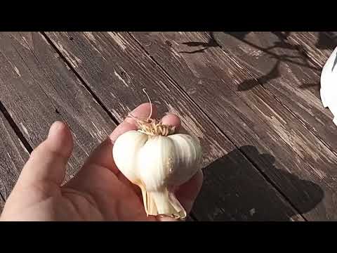 Видео: Огород и дача на начало августа 2022 . Убираем лук и чеснок. Урожай отличный!