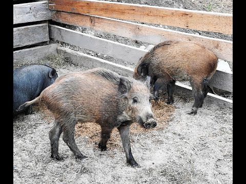 Видео: Дикий кабан Фунтик. Секач монстр Фунтик младший