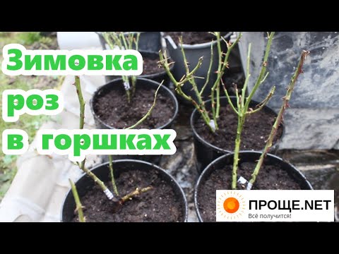 Видео: Посадка роз на зиму в горшки - основные правила🌹