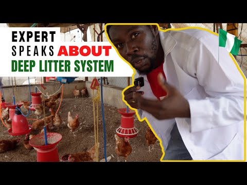 Видео: Что вам не говорят о системе ГЛУБОКОЙ ПОДСТИЛКИ в птицеводстве