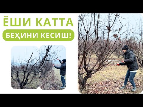 Видео: КАТТА БЕҲИ ДАРАХТИГА ШАКЛ БЕРИШ!