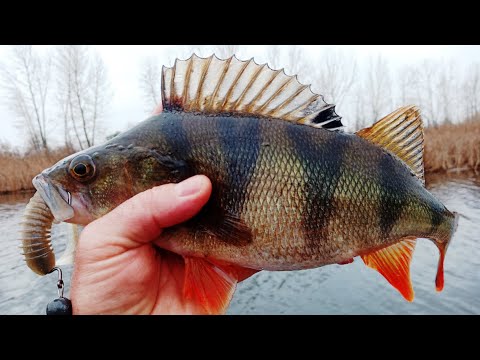 Видео: Эта РЫБАЛКА СТРЕЛЬНУЛА по ЩУКЕ и ГОРБАТЫМ ОКУНЯМ!!!